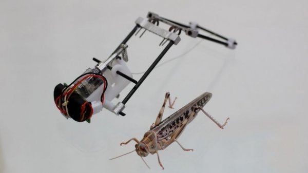 Robot Locust